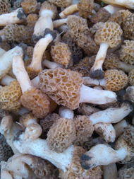 这是一种什么蘑菇 食用菌吗