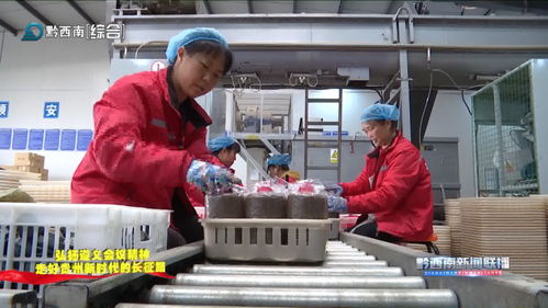安龙 工厂化立体栽培食用菌推动产业提质增效